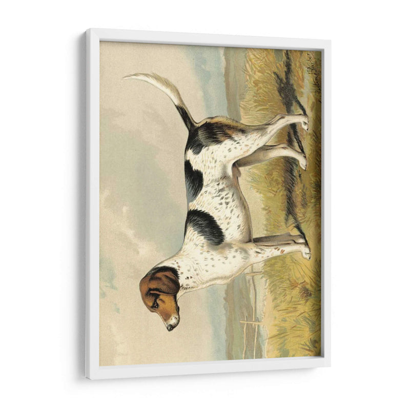 Zorro De Perro - Vero Shaw | Cuadro decorativo de Canvas Lab