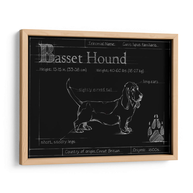 Blueprint Bassett Hound - Ethan Harper | Cuadro decorativo de Canvas Lab