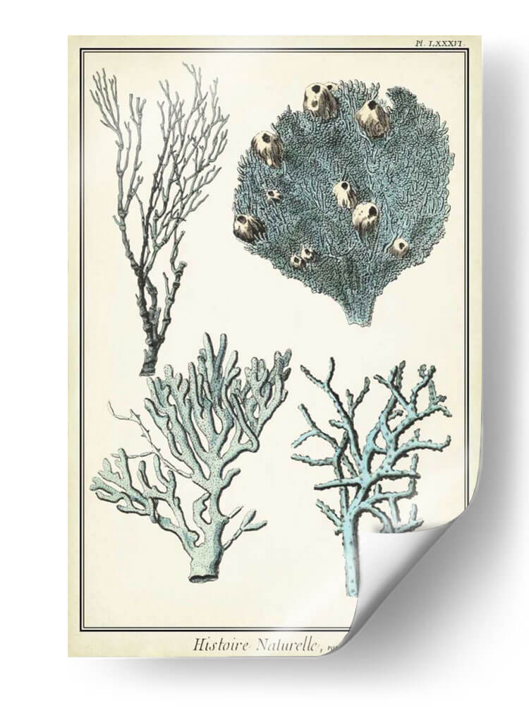 Especies De Coral Ii - Vision Studio | Cuadro decorativo de Canvas Lab