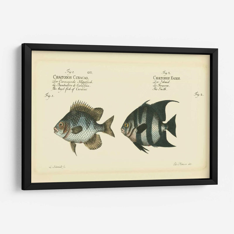 Bloch Antique Fish Ii - Bloch | Cuadro decorativo de Canvas Lab
