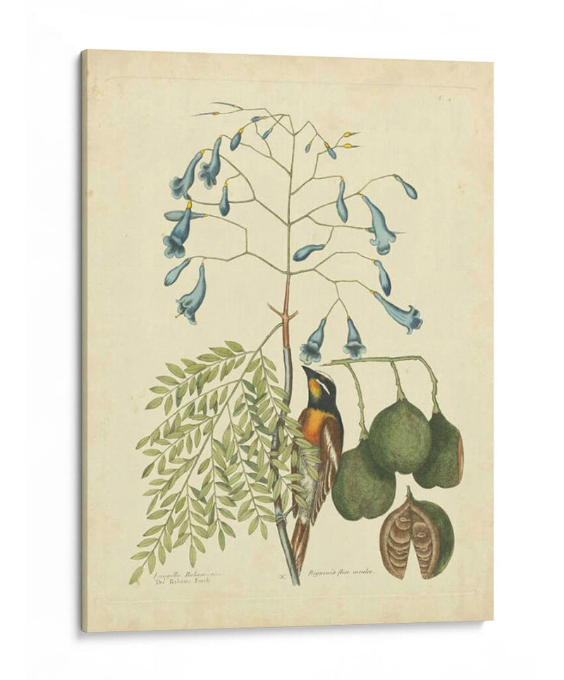 Catesby Bird Y Botanical Ii - Mark Catesby | Cuadro decorativo de Canvas Lab