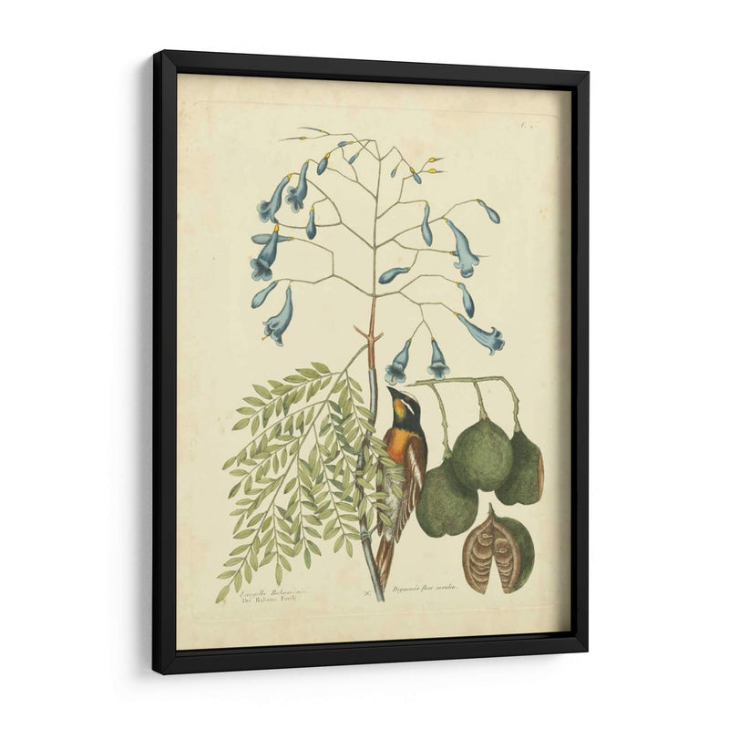 Catesby Bird Y Botanical Ii - Mark Catesby | Cuadro decorativo de Canvas Lab