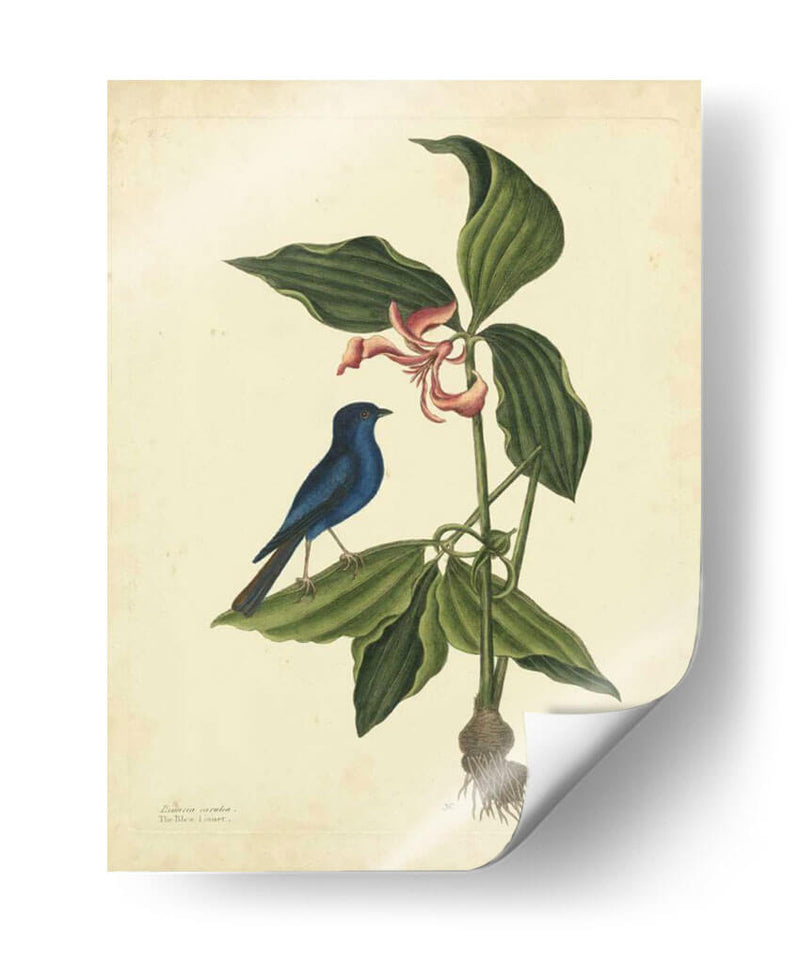 Catesby Bird Y Botanical Iv - Mark Catesby | Cuadro decorativo de Canvas Lab