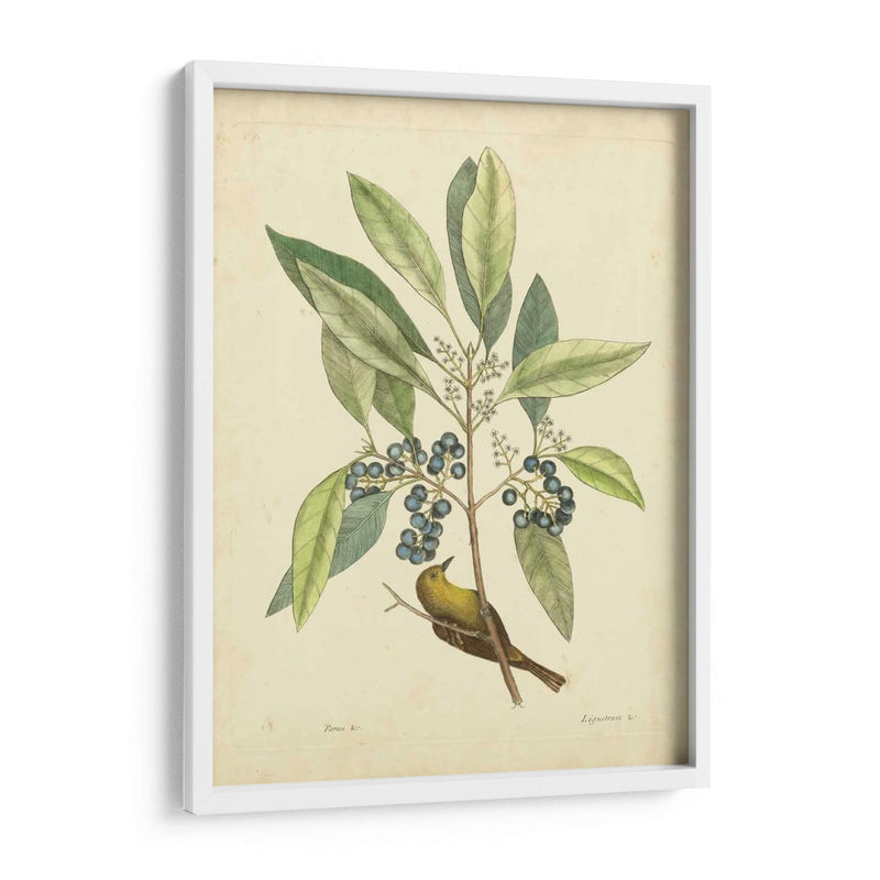 Catesby Bird Y Botanical V - Mark Catesby | Cuadro decorativo de Canvas Lab