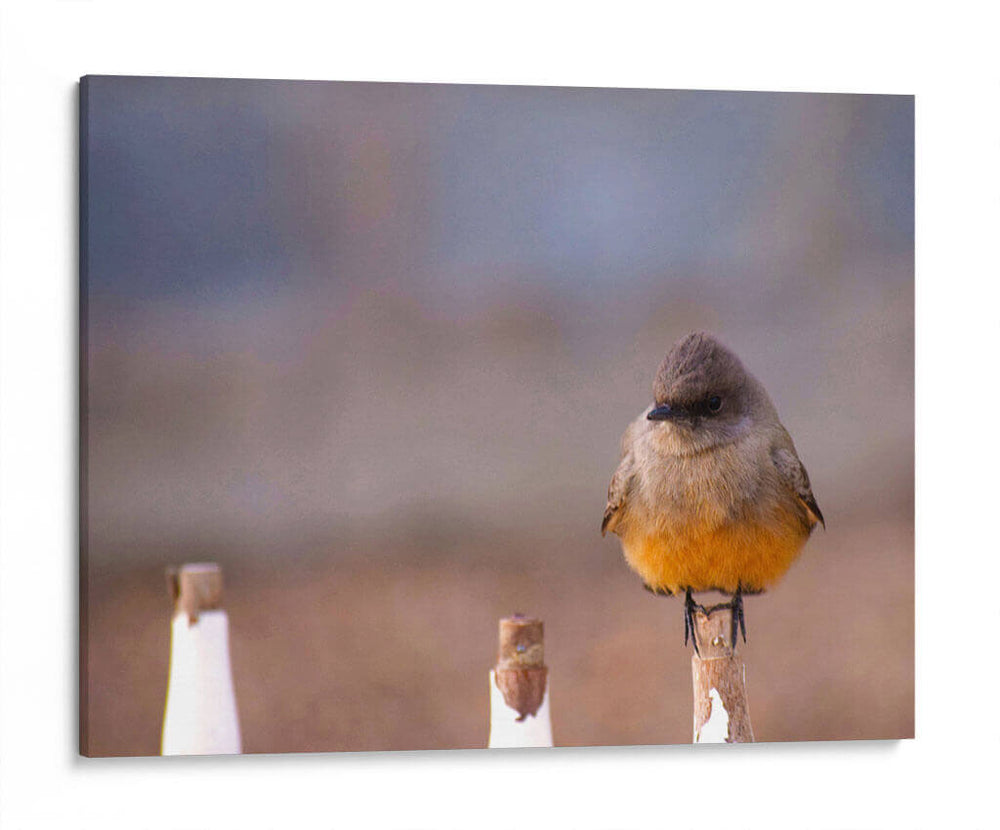 Pajarito 1 - Álvaro Martínez | Cuadro decorativo de Canvas Lab