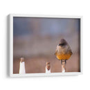 Pajarito 1 - Álvaro Martínez | Cuadro decorativo de Canvas Lab