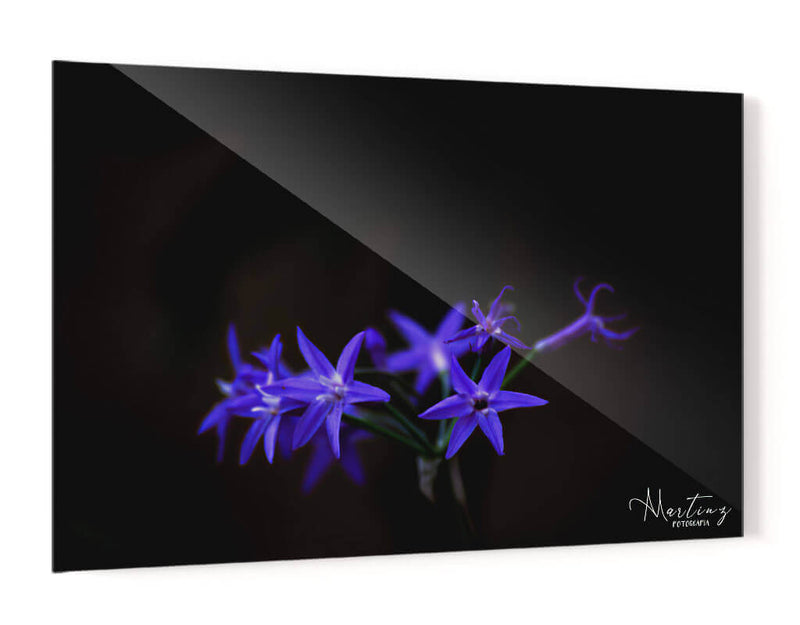 Florecita azul - Álvaro Martínez | Cuadro decorativo de Canvas Lab