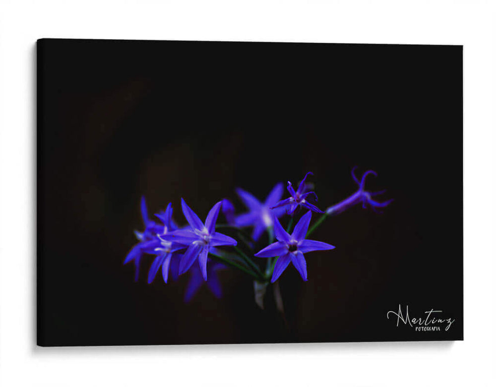Florecita azul - Álvaro Martínez | Cuadro decorativo de Canvas Lab