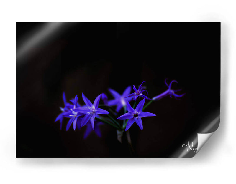 Florecita azul - Alvaro Martinz | Cuadro decorativo de Canvas Lab