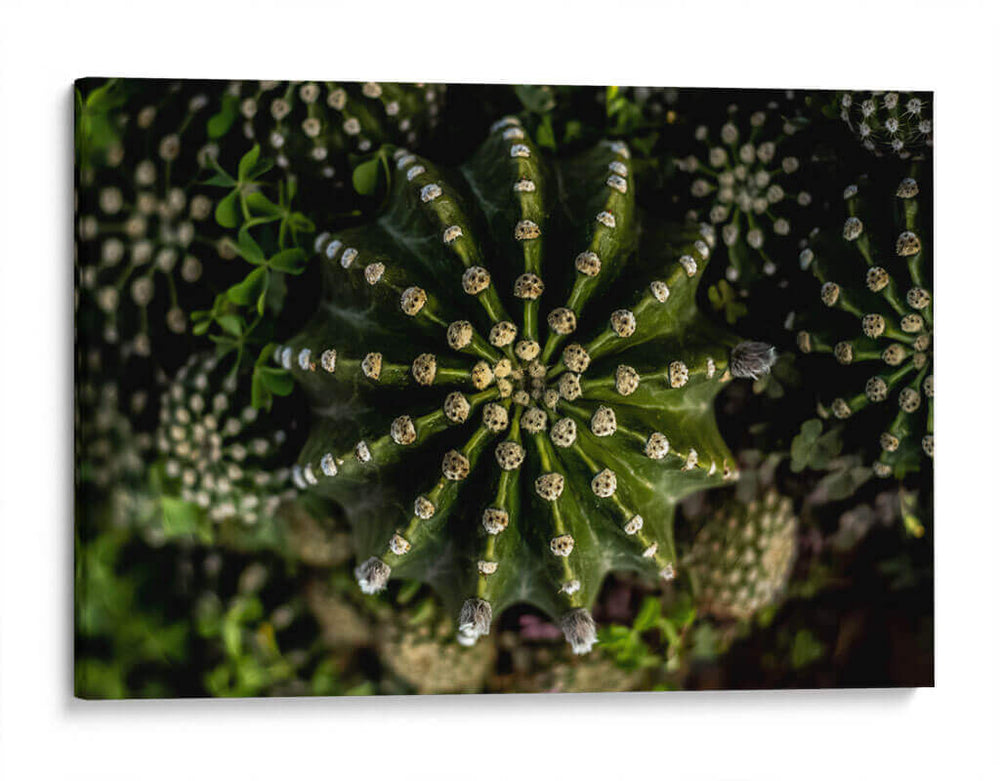 Cactus 2 - Álvaro Martínez | Cuadro decorativo de Canvas Lab