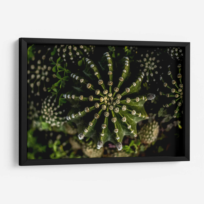 Cactus 2 - Álvaro Martínez | Cuadro decorativo de Canvas Lab