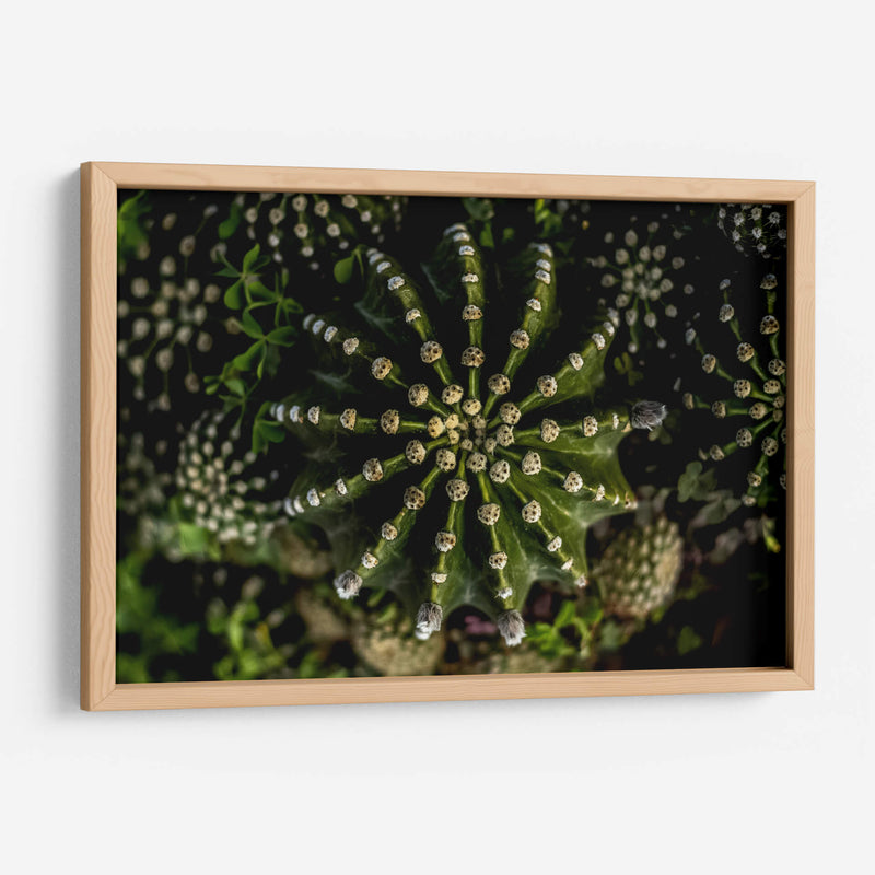 Cactus 2 - Álvaro Martínez | Cuadro decorativo de Canvas Lab