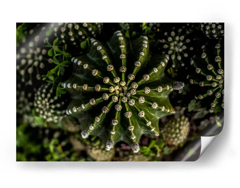 Cactus 2 - Alvaro Martinz | Cuadro decorativo de Canvas Lab