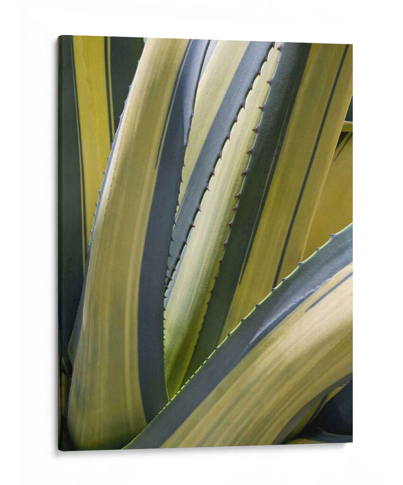 Agave Variado Ii - Rachel Perry | Cuadro decorativo de Canvas Lab