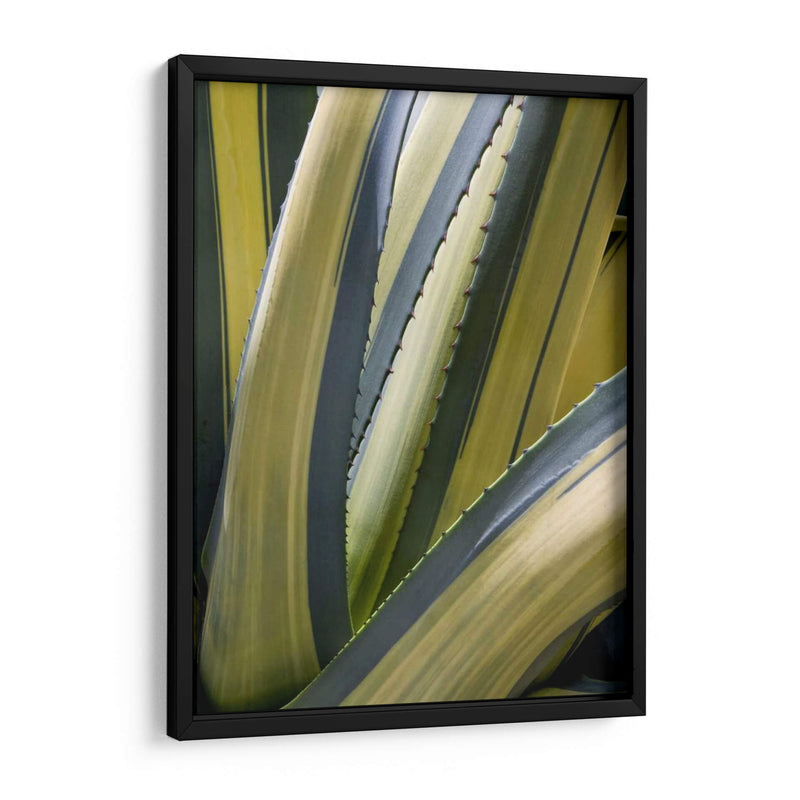 Agave Variado Ii - Rachel Perry | Cuadro decorativo de Canvas Lab