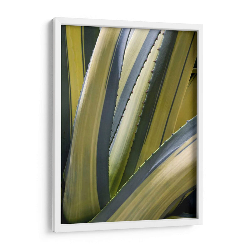 Agave Variado Ii - Rachel Perry | Cuadro decorativo de Canvas Lab