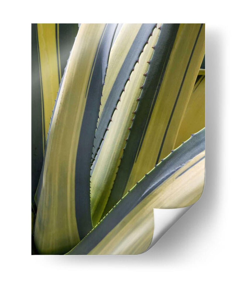 Agave Variado Ii - Rachel Perry | Cuadro decorativo de Canvas Lab