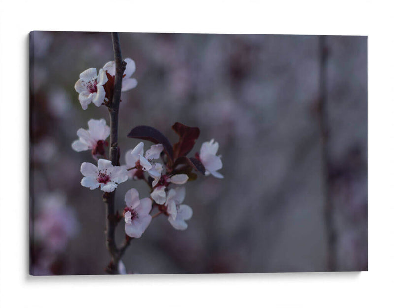 Ciruelos en flor - Álvaro Martínez | Cuadro decorativo de Canvas Lab