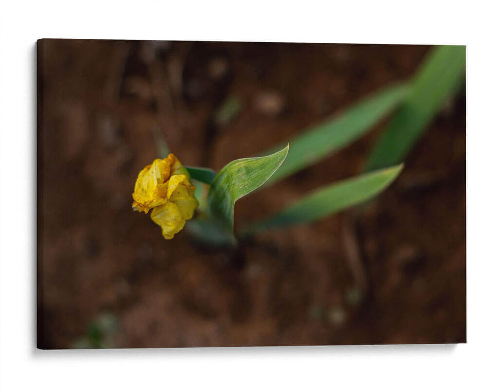 Flores en el Desierto - Álvaro Martínez | Cuadro decorativo de Canvas Lab