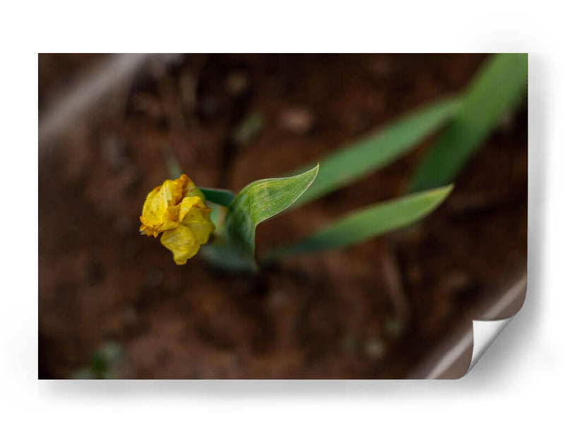 Flores en el Desierto - Alvaro Martinz | Cuadro decorativo de Canvas Lab