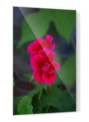 Flores rosas - Álvaro Martínez | Cuadro decorativo de Canvas Lab