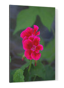 Flores rosas - Álvaro Martínez | Cuadro decorativo de Canvas Lab