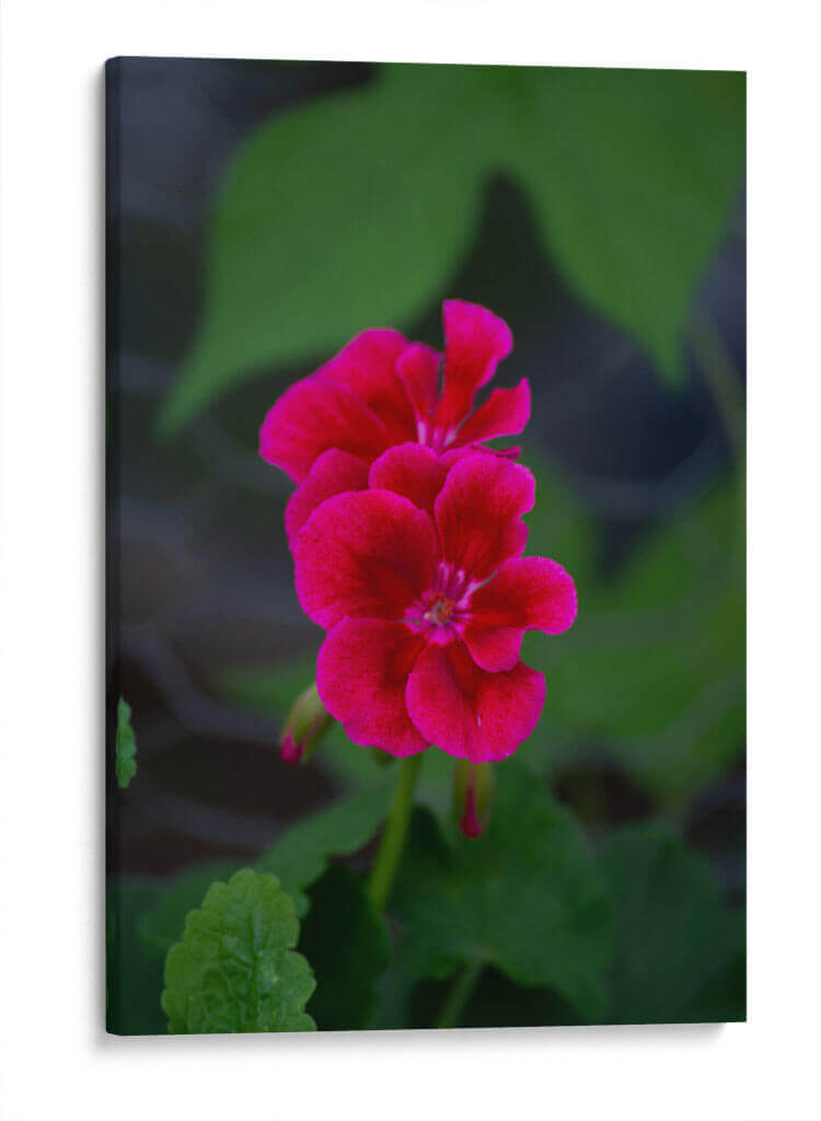 Flores rosas - Álvaro Martínez | Cuadro decorativo de Canvas Lab