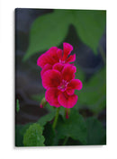 Flores rosas - Álvaro Martínez | Cuadro decorativo de Canvas Lab