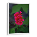 Flores rosas - Álvaro Martínez | Cuadro decorativo de Canvas Lab