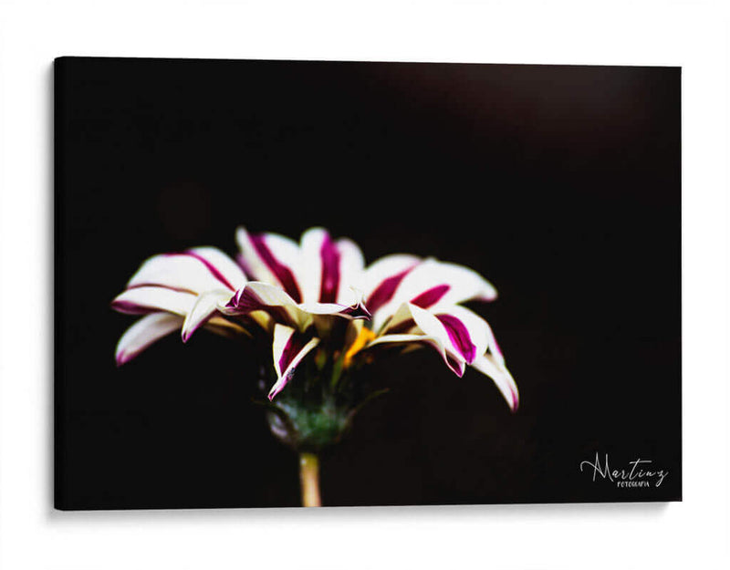 Flor blanca y rosa - Alvaro Martinz | Cuadro decorativo de Canvas Lab