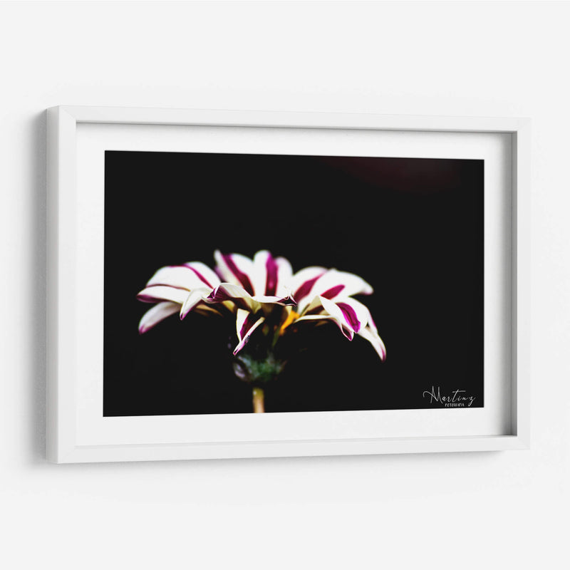 Flor blanca y rosa - Alvaro Martinz | Cuadro decorativo de Canvas Lab