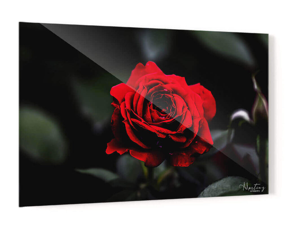 Rosa - Álvaro Martínez | Cuadro decorativo de Canvas Lab