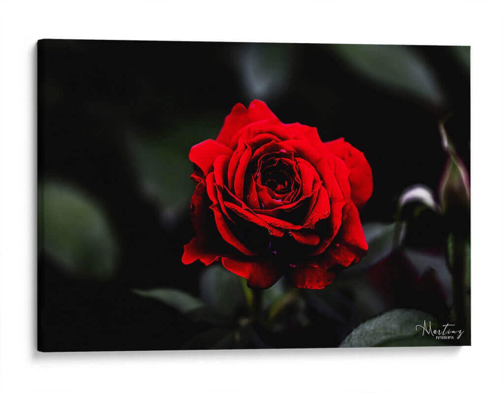 Rosa - Álvaro Martínez | Cuadro decorativo de Canvas Lab