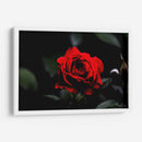 Rosa - Álvaro Martínez | Cuadro decorativo de Canvas Lab