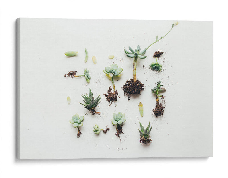 Suculentas con raíz | Cuadro decorativo de Canvas Lab