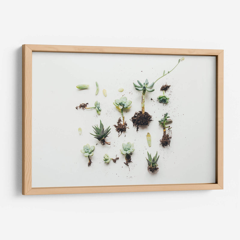 Suculentas con raíz | Cuadro decorativo de Canvas Lab