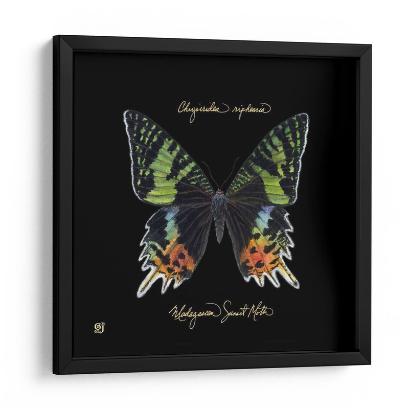 Butterfly Llamativa Ii - Ginny Joyner | Cuadro decorativo de Canvas Lab