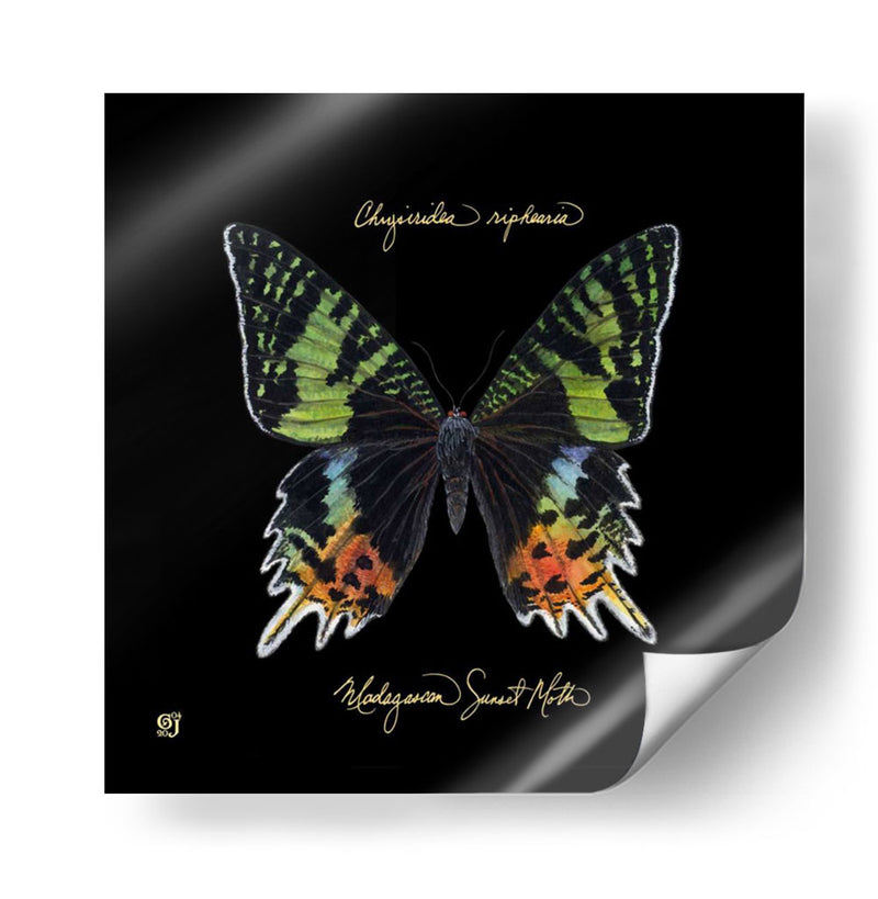Butterfly Llamativa Ii - Ginny Joyner | Cuadro decorativo de Canvas Lab