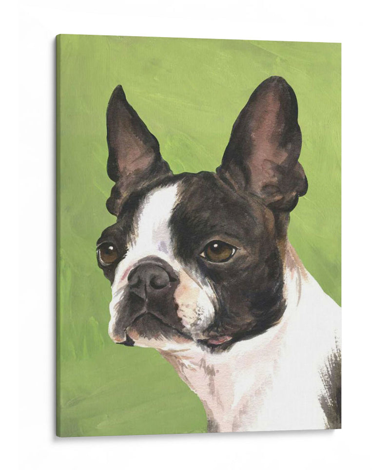 Perro Retrato-Boston - Jill Sands | Cuadro decorativo de Canvas Lab