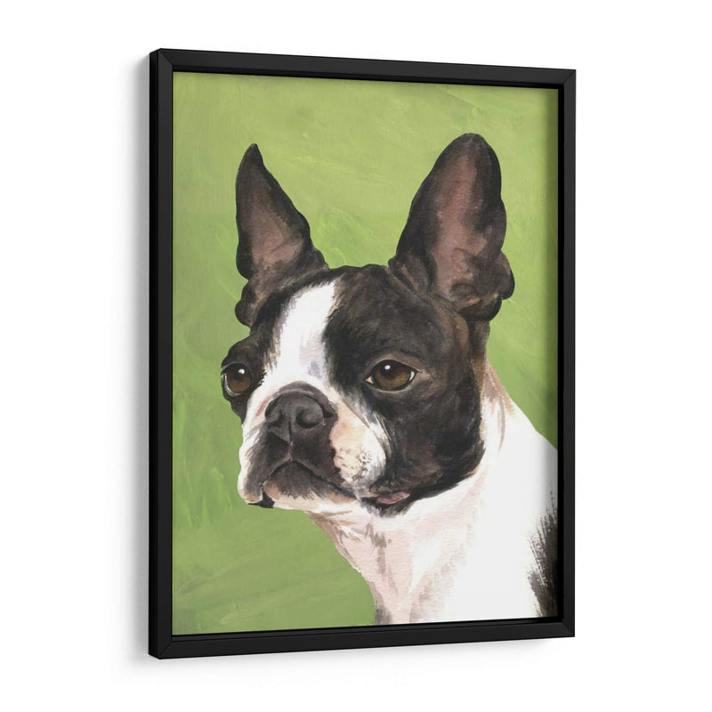 Perro Retrato-Boston - Jill Sands | Cuadro decorativo de Canvas Lab