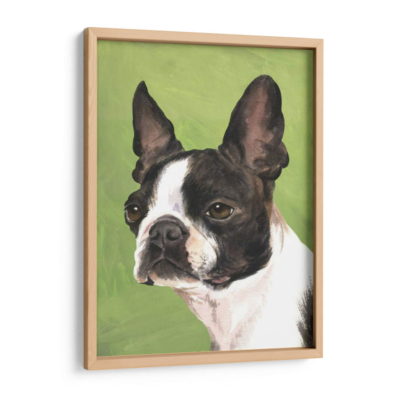 Perro Retrato-Boston - Jill Sands | Cuadro decorativo de Canvas Lab