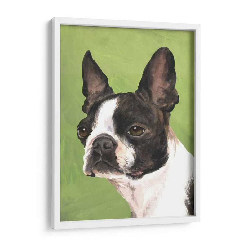 Perro Retrato-Boston - Jill Sands | Cuadro decorativo de Canvas Lab