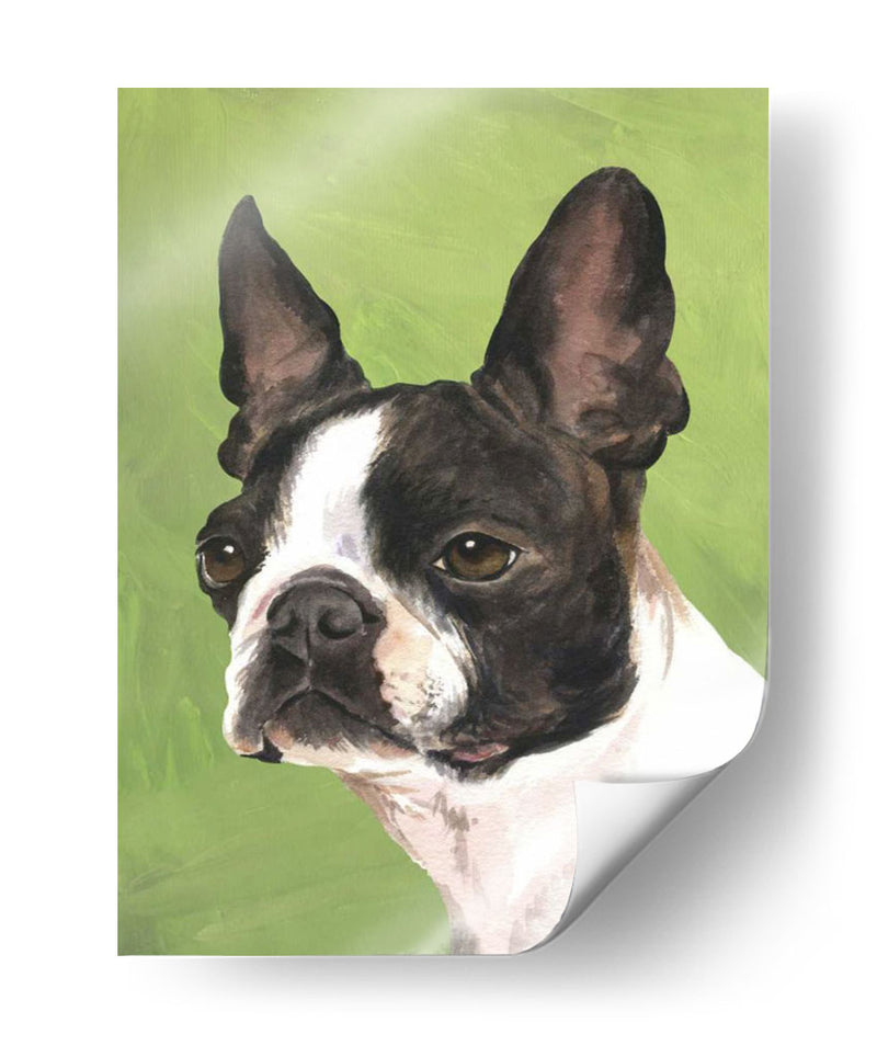 Perro Retrato-Boston - Jill Sands | Cuadro decorativo de Canvas Lab