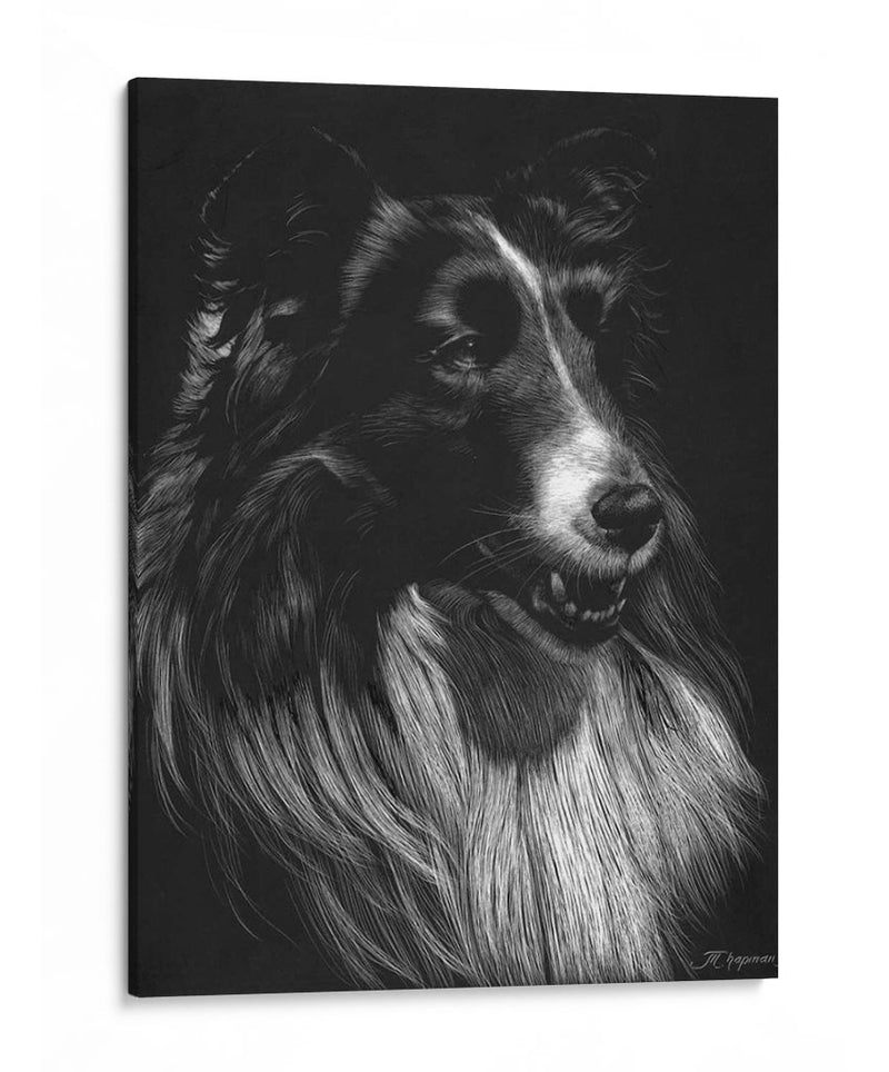 Canino Scratchboard Vii - Julie T. Chapman | Cuadro decorativo de Canvas Lab