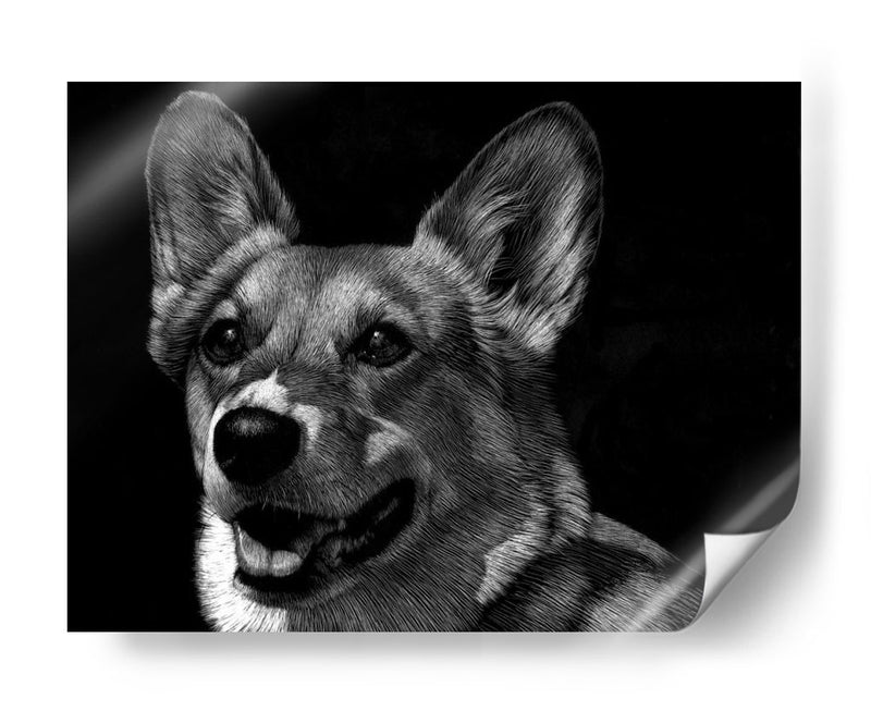 Canino Scratchboard Xxix - Julie T. Chapman | Cuadro decorativo de Canvas Lab