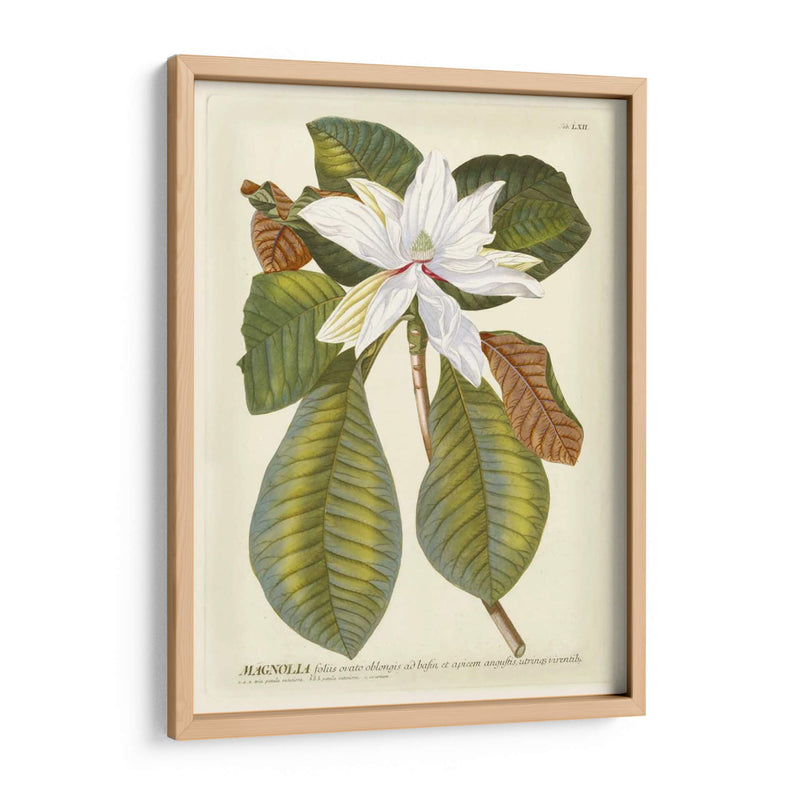 Magníficas Magnolias Ii - Jacob Trew | Cuadro decorativo de Canvas Lab