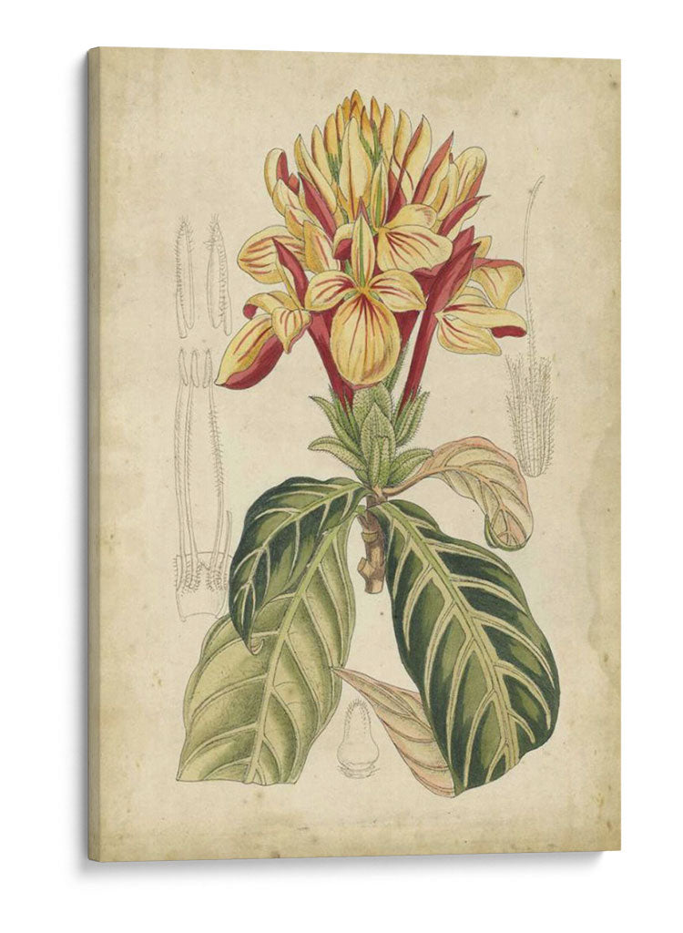 Curtis Tropical Blooms Iv - Curtis | Cuadro decorativo de Canvas Lab