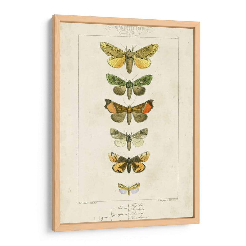 Pauquet Butterflies Ii - Pauquet | Cuadro decorativo de Canvas Lab