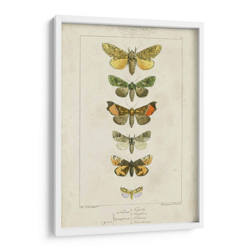 Pauquet Butterflies Ii - Pauquet | Cuadro decorativo de Canvas Lab