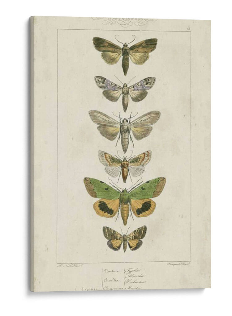 Pauquet Butterflies Iii - Pauquet | Cuadro decorativo de Canvas Lab